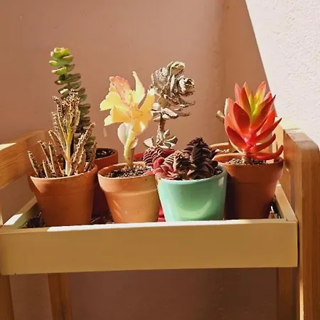 Nuci's Place - The Signature Collection