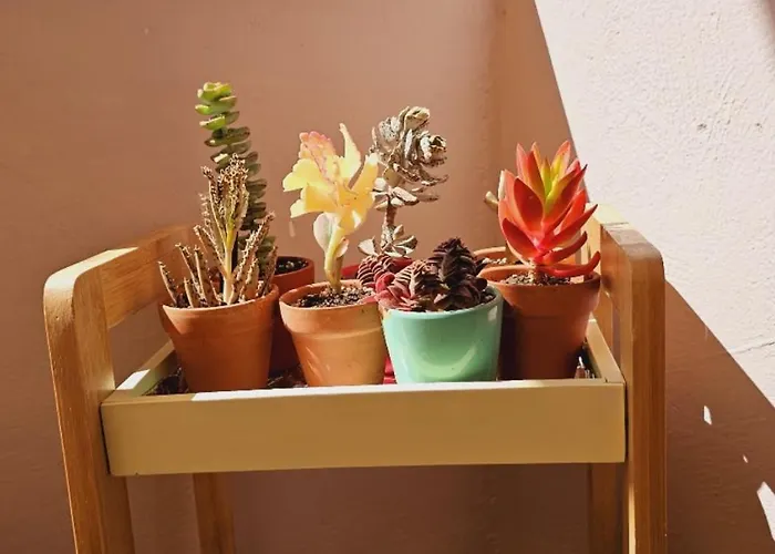 Nuci's Place - The Signature Collection